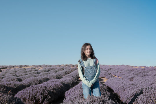 woman harvesting lavender plants and flowers, Lavandula to make scented perfumes
