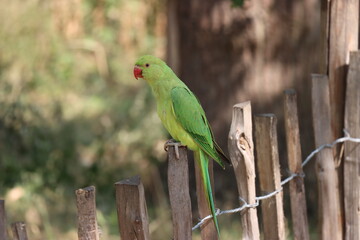 Green Parakeet