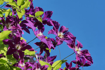 Violet-blue flowers of the climbing vine Clematis The President on a blue sky background.