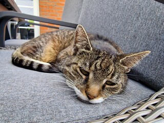 tigered cat on a chair