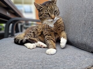 tigered cat on a chair