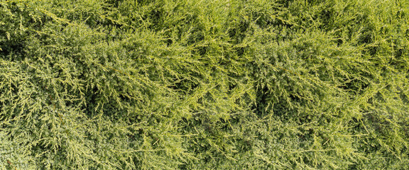 Close-up of texture of grass. Сonifer branches.