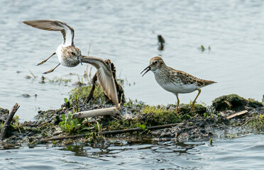 Sandpipers on pond, one flying