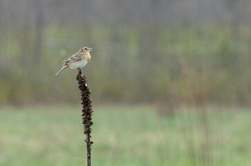 A grasshopper sparrow sits on a dead plant overlooking the prairie