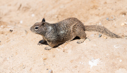 Wild ground squirrel rodent marmotini animal on rocky soil