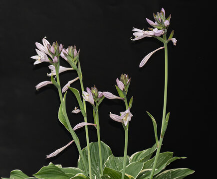 hasta plant blooms in front of black background
