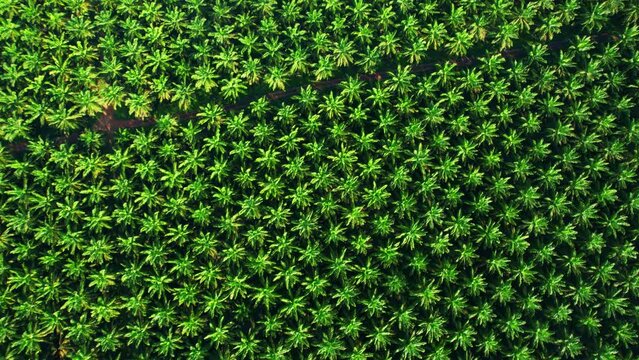 4K : Aerial view over the large palm oil plantation. Agricultural Industry in Southern Thailand
