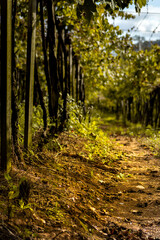 Obraz premium path in the forest