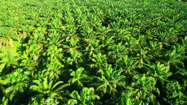 4K : Aerial view over the large palm oil plantation. Agricultural Industry in Southern Thailand
