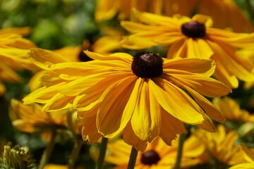 The bright yellow of a beautiful Gloriosa Daisy 'Indian Summer' flowers