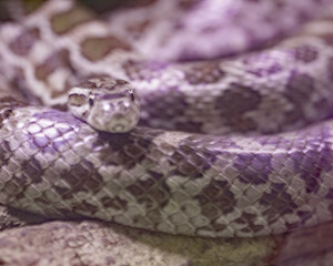 close up of a snake
