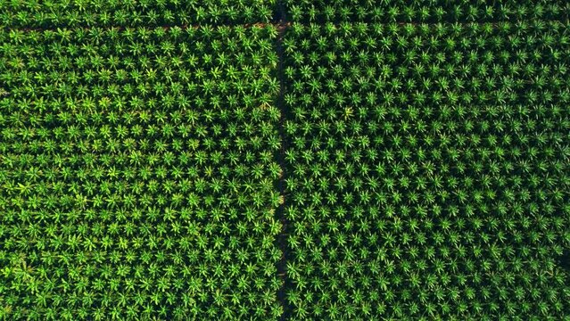 4K : Aerial view over the large palm oil plantation. Agricultural Industry in Southern Thailand
