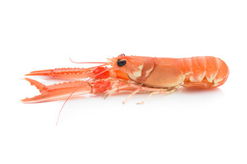 Fresh and cooked norway lobster isolated on white background. Side view