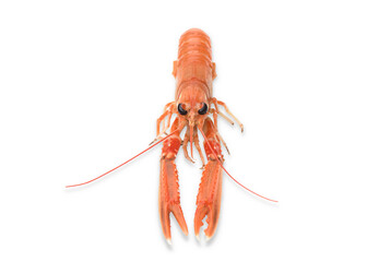 fresh and cooked norway lobster isolated on white background