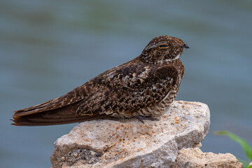 Nighthawk