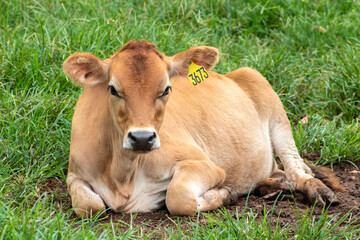 Naklejka na ściany i meble Small Jersey dairy heifer on a dairy farm in Brazil