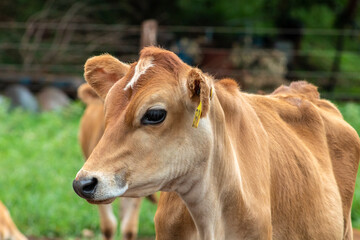 Obraz na płótnie Canvas Small Jersey dairy heifer on a dairy farm in Brazil