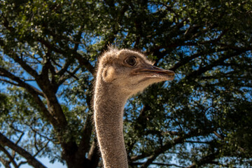 Female ostrich (Struthio camelus) on a small recreation farm in Brazil