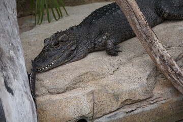 close up of a crocodile