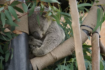 Foto auf Alu-Dibond Sleeping Koala © Alexis