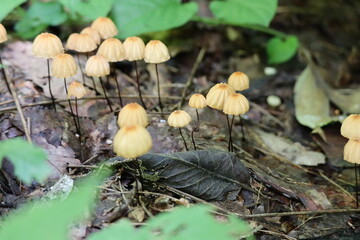 A lot of orange pinwheel mushrooms