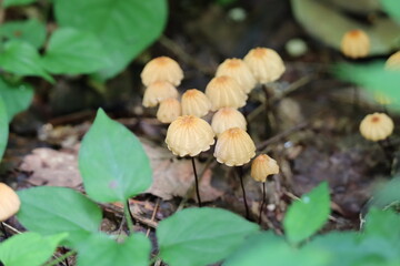 A lot of orange pinwheel mushrooms