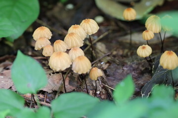 A lot of orange pinwheel mushrooms