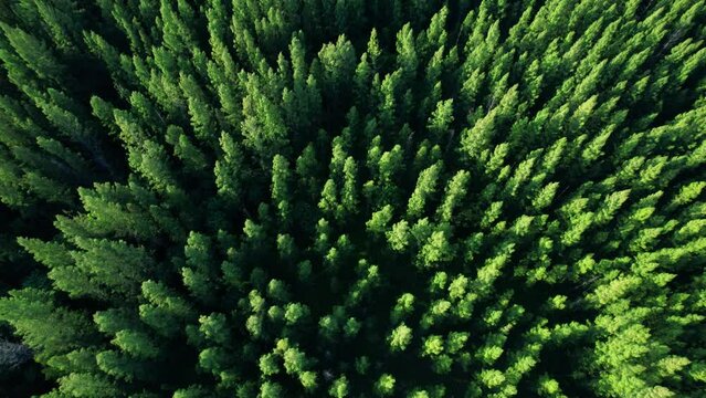 Drone flying over a beautiful pine trees. tropical forests in southeast asia, Thailand. Natural the texture for background. 4K
