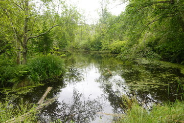 Bloedel Reserve - Bainbridge Island - Washington