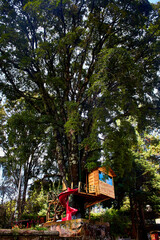 Fototapeta na wymiar house of tree with slide for fun in a tall and old big green tree in brockman el oro state of mexico 