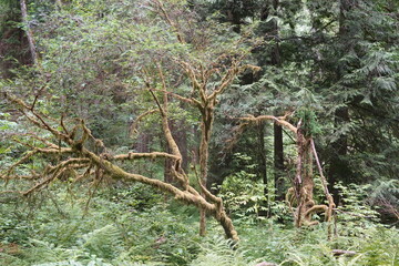 Bloedel Reserve - Bainbridge Island - Washington