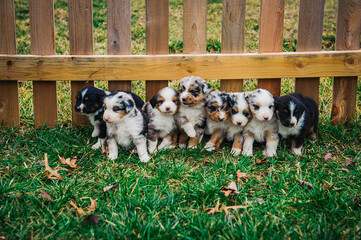 Mini Australian Shepard Puppies