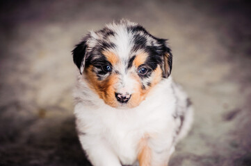 Miniature Australian Shepard Puppy