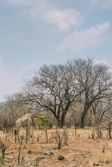 Fototapeta na wymiar Giraffe in Chobe National Park Botswana