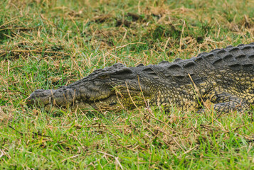 crocodile in chobe national park Botswana