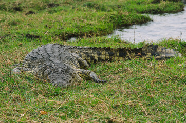 crocodile in chobe national park Botswana