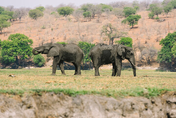 Naklejka premium Elephants in Chobe National Park in Botswana