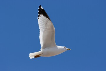 seagull in flight