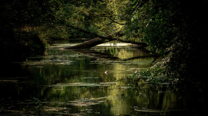 bridge in the forest