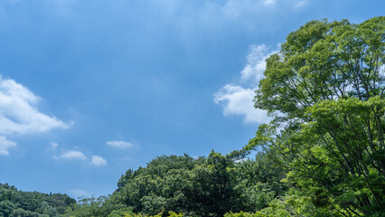 晴れた日の木々と青空|日本の風景