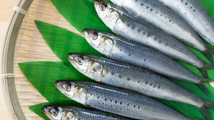 Fototapeta premium 真イワシ・Japanese sardine