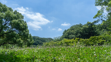Fototapeta na wymiar 夏の木々と青空・日本の自然