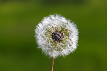 dandelion on green background