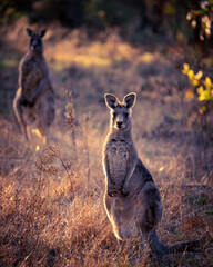 kangaroo in the wild