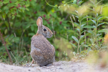 eastern cottontail (Sylvilagus floridanus) in summer	