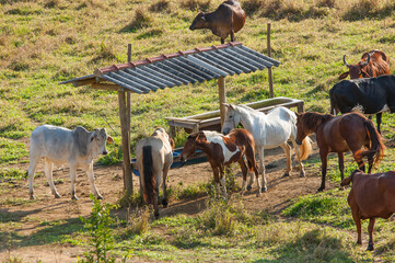 horses and cows eating from a roofed trough.