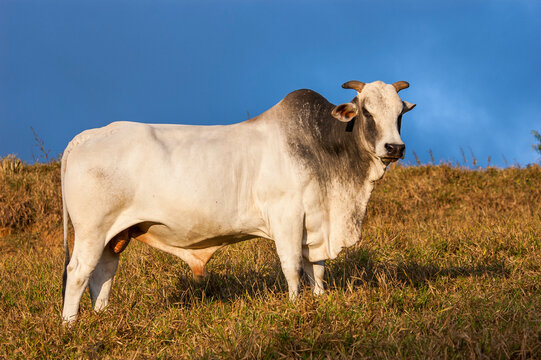 pasture in mountains with zebu cattle.