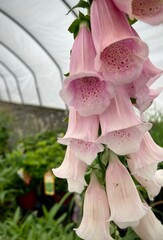 Pink foxglove flower © samantha