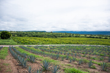 Fototapeta na wymiar Mexican agave plantation landscape in countryside