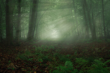 Obraz premium Sonnenstrahlen auf einer Lichtung im Wald mit Nebel